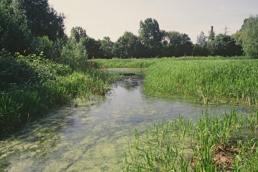 Wetlands: Thorpe Meadows LNR, Peterborough, Cambridgeshire - Nene-ride wetland.